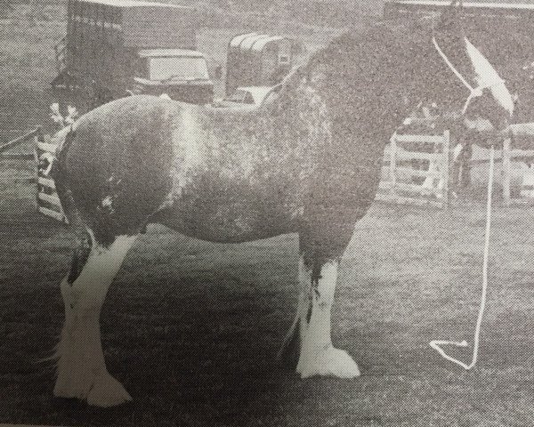 broodmare Collessie Lady Elizabeth (Clydesdale, 1975, from Royal Scot 25041)