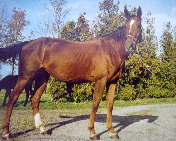 Zuchtstute Sulgun (Achal Tekkiner, 1985, von Karasuchum)