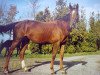 broodmare Sulgun (Akhal-Teke, 1985, from Karasuchum)