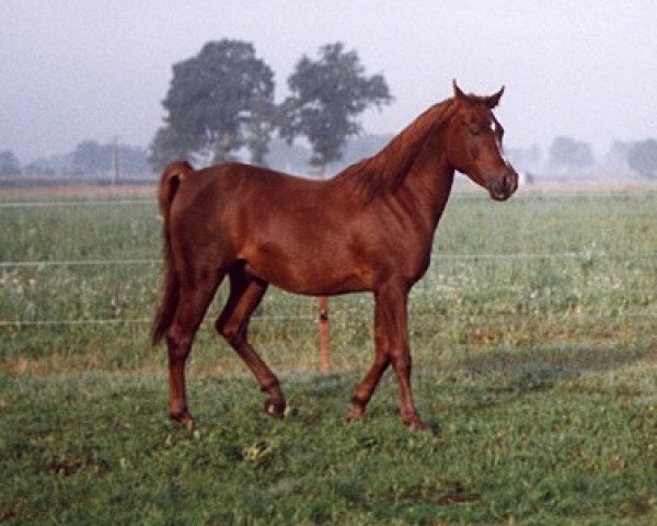 Pferd Ameer (Vollblutaraber, 1996, von Amir Falak Pasha ox)