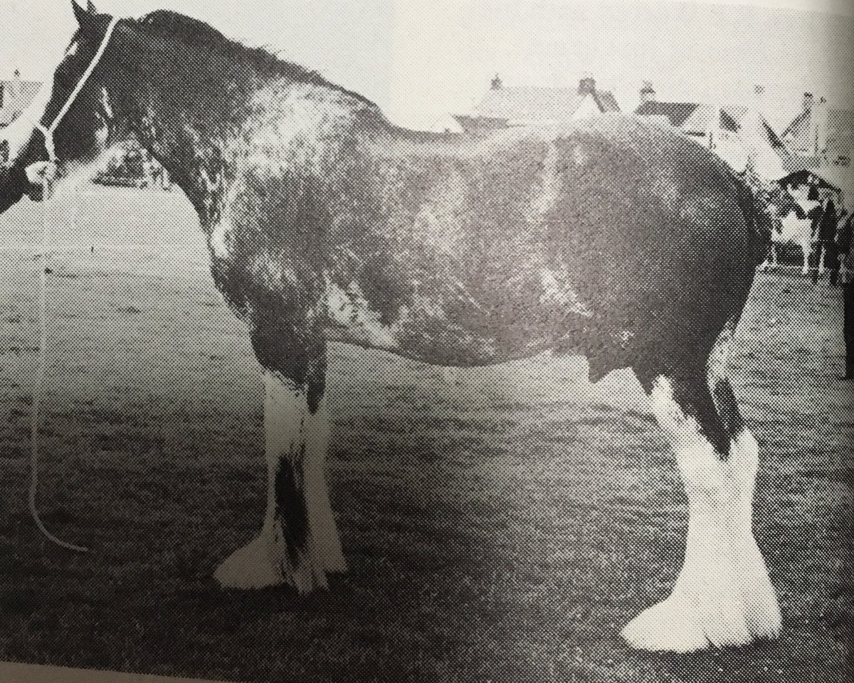 broodmare Barlauchlan Black Magic (Clydesdale, 1969, from Johnston Aristocrat)