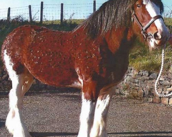 stallion Whinhill Lord of the Isles (Clydesdale,  , from Dillars Scottie Boy)