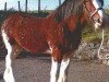 Deckhengst Whinhill Lord of the Isles (Clydesdale,  , von Dillars Scottie Boy)