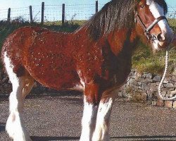 stallion Whinhill Lord of the Isles (Clydesdale,  , from Dillars Scottie Boy)