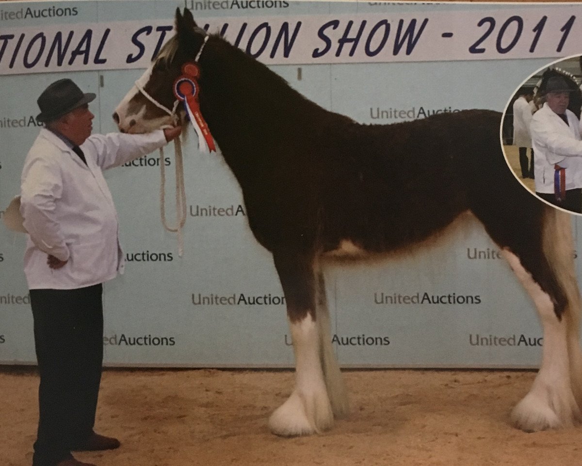 broodmare Carnaff Lady Lucinda (Clydesdale, 2010, from Whinhill Lord of the Isles)