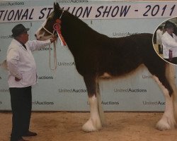 broodmare Carnaff Lady Lucinda (Clydesdale, 2010, from Whinhill Lord of the Isles)