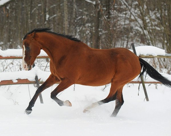 broodmare Khanym Soltan (Russian Warmblood, 1995, from Helvar 21)