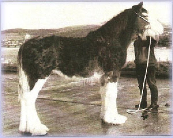 broodmare Millisle Verna (Clydesdale, 1992, from Millisle Perfection)