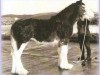 broodmare Millisle Verna (Clydesdale, 1992, from Millisle Perfection)