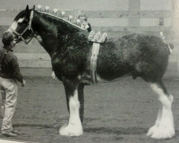 stallion Maple Stone Reflection (Clydesdale, 2000, from Doura Sensation)
