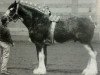 stallion Maple Stone Reflection (Clydesdale, 2000, from Doura Sensation)