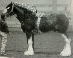 Deckhengst Maple Stone Reflection (Clydesdale, 2000, von Doura Sensation)