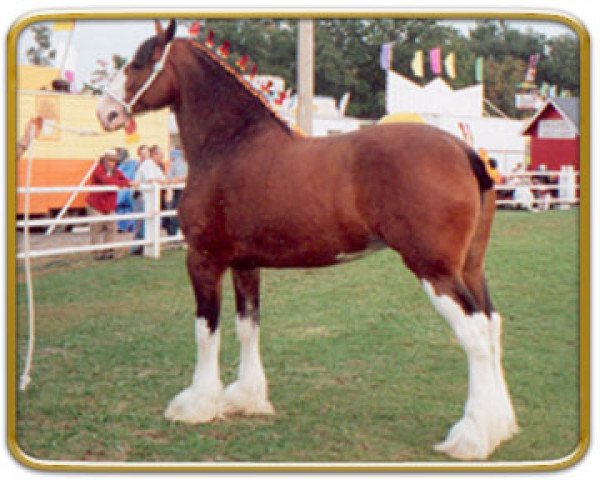 Zuchtstute Thistle Ridge Argyll Molly (Clydesdale, 1993, von Commander Mark Argyll)