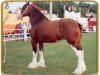 broodmare Thistle Ridge Argyll Molly (Clydesdale, 1993, from Commander Mark Argyll)