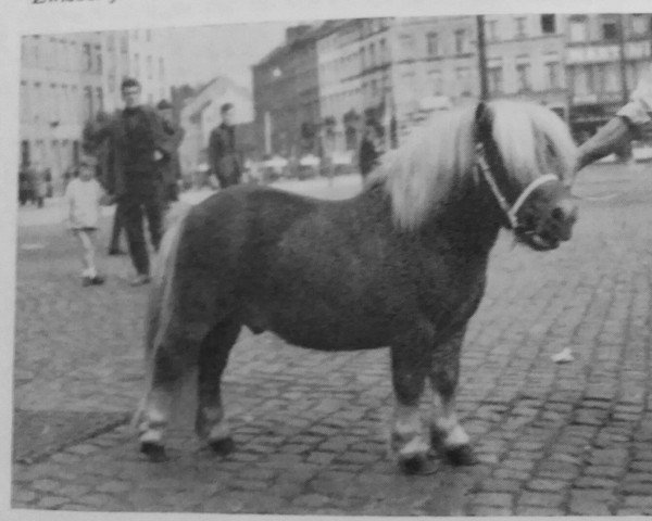 Deckhengst Zwiebertje van de Vlietskant (Shetland Pony,  )