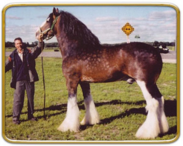 stallion Hillmoor Landmark (Clydesdale, 1996, from Greendykes Lucky Shot)