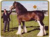 stallion Hillmoor Landmark (Clydesdale, 1996, from Greendykes Lucky Shot)