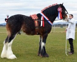 Deckhengst Brelee Majestic Finnigan (Clydesdale, 2009, von Freedom Royal Majestic)