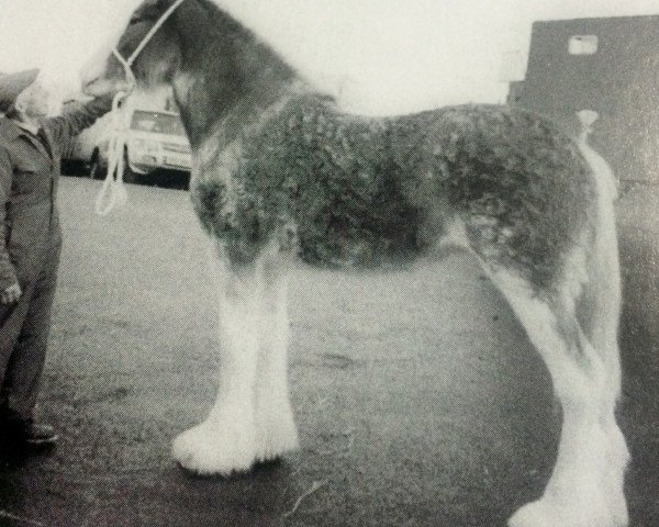 Zuchtstute Ainville Eilean Donan (Clydesdale,  )