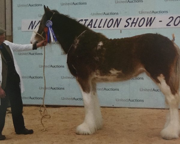 Zuchtstute Ainville Jackie Bird (Clydesdale, 2009, von Singlie Garff Sovereign)