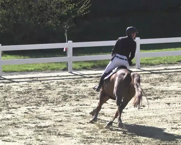 Reitturnier Leutkirch-Diepoldshofen 2017