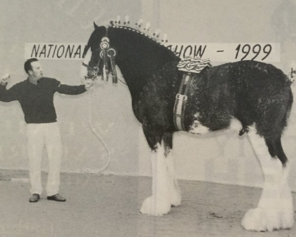 stallion Woodhouse Hamlet (Clydesdale, 1996, from Collessie Cut Above)