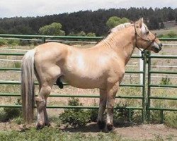 stallion Grabbson (Fjord Horse, 1985, from Grabb N.1651)