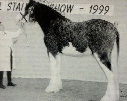 stallion Hillside Lorton Legend (Clydesdale, 1997, from Collessie Benedictine)