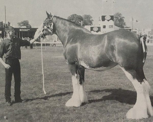 Zuchtstute Dalfoil Edelweiss (Clydesdale, 1991, von Doura Expectation)