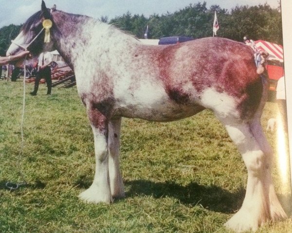 broodmare Fawnspark April Blossom (Clydesdale, 1999, from Barlauchlan Ideal)