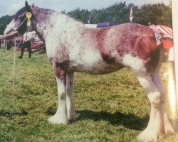 broodmare Fawnspark April Blossom (Clydesdale, 1999, from Barlauchlan Ideal)