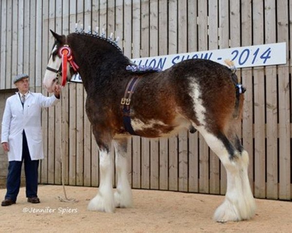 stallion Dillars Inthelead (Clydesdale, 2010, from Dillars Leader)