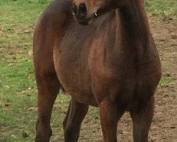 dressage horse Neymar W (German Riding Pony, 2018, from Nagano)