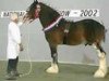 stallion Dillars Leader (Clydesdale, 1995, from Barnahill Caldwell Leader)