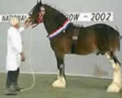 stallion Dillars Leader (Clydesdale, 1995, from Barnahill Caldwell Leader)