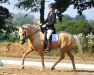 Dressurpferd Lucky Lightning (Deutsches Reitpony, 2016, von Lucky One)