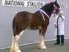 stallion Dillars Scottie Boy (Clydesdale, 2001, from Dillars Leader)