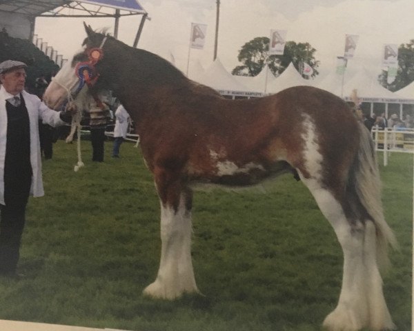 stallion Dillars Royal Boy (Clydesdale, 2009, from Dillars Scottie Boy)