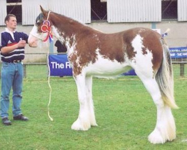 Zuchtstute Ormiston Mains Sophie (Clydesdale,  , von Collessie Independent)