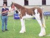 broodmare Ormiston Mains Sophie (Clydesdale,  , from Collessie Independent)