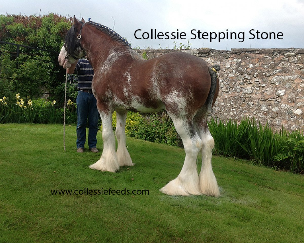 Deckhengst Collessie Stepping Stone (Clydesdale,  )