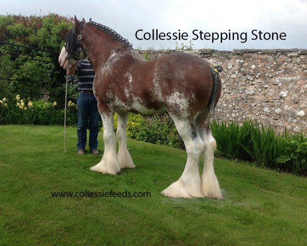 Deckhengst Collessie Stepping Stone (Clydesdale,  )