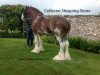 stallion Collessie Stepping Stone (Clydesdale,  )