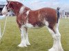 broodmare Ormiston Mains Amelie (Clydesdale,  , from Mollinhillhead Sensation)