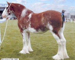 broodmare Ormiston Mains Amelie (Clydesdale,  , from Mollinhillhead Sensation)