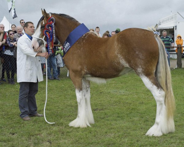 broodmare Ormiston Mains Amber (Clydesdale, 2009, from Collessie Stepping Stone)