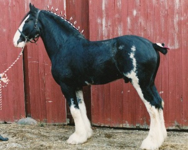 Deckhengst Broadlea Classic Joe (Clydesdale, 1981, von Classic Wallace)