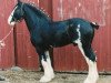 Deckhengst Broadlea Classic Joe (Clydesdale, 1981, von Classic Wallace)