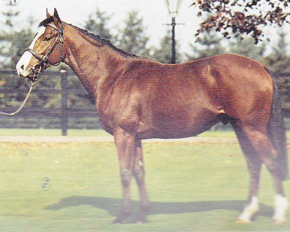 stallion Tate Gallery xx (Thoroughbred, 1983, from Northern Dancer xx)