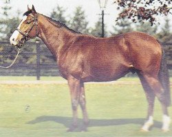 stallion Tate Gallery xx (Thoroughbred, 1983, from Northern Dancer xx)